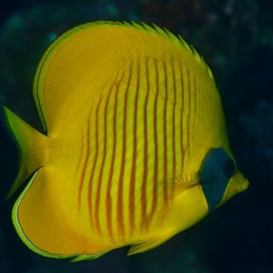 2019 03 11 23.09.18hamata uw18 10 dsc7557