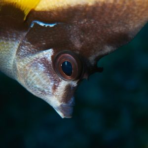 2019 03 11 23.09.18hamata uw18 10 dsc7562