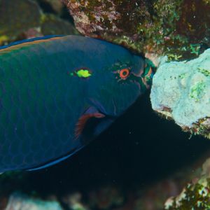 2019 03 11 23.09.18hamata uw18 10 dsc7570