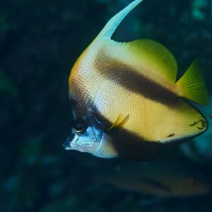 2019 03 11 23.09.18hamata uw18 10 dsc7572