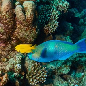 2019 03 11 23.09.18hamata uw18 10 dsc7642