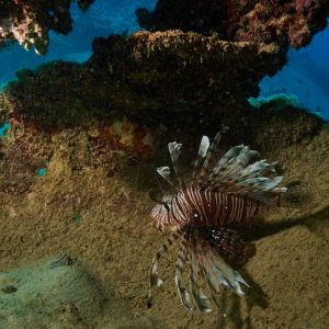 2019 03 11 23.09.18hamata uw18 10 dsc7716