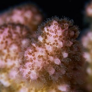 2019 03 11 23.09.18hamata uw18 10 dsc7757