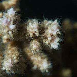 2019 03 11 23.09.18hamata uw18 10 dsc7775