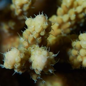 2019 03 11 23.09.18hamata uw18 10 dsc7790