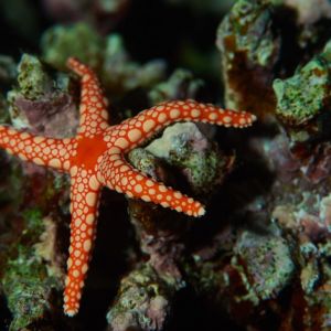 2019 03 11 23.09.18hamata uw18 10 dsc7818