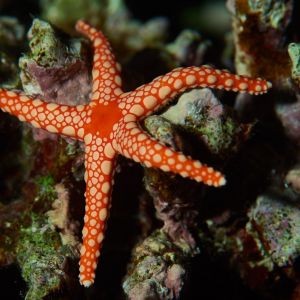 2019 03 11 23.09.18hamata uw18 10 dsc7819