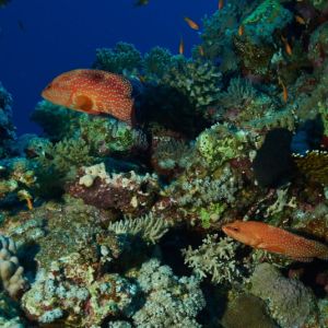 2019 03 11 23.09.18hamata uw18 10 dsc7834