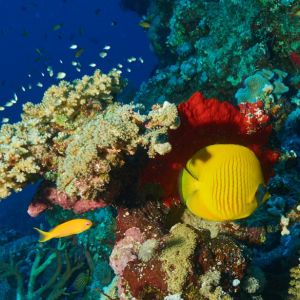 2019 03 11 23.09.18hamata uw18 10 dsc7839