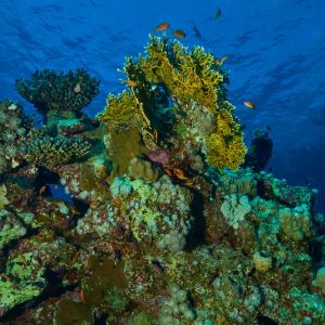 2019 03 11 23.09.18hamata uw18 10 dsc7883