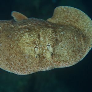 2019 03 11 23.09.19hamata uw18 10 dsc7958