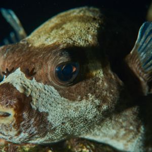 2019 03 11 23.09.19hamata uw18 10 dsc7969