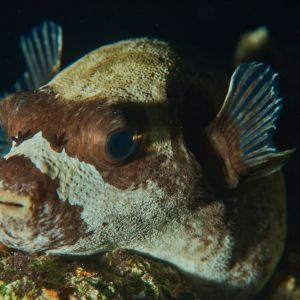 2019 03 11 23.09.19hamata uw18 10 dsc7971