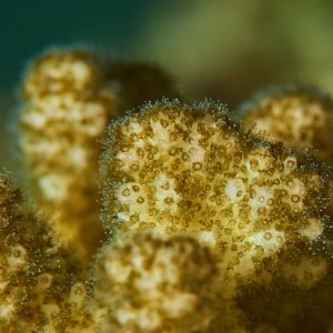 2019 03 11 23.09.19hamata uw18 10 dsc7980