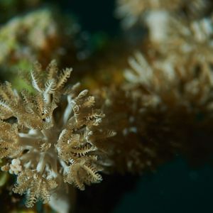 2019 03 11 23.09.19hamata uw18 10 dsc7990