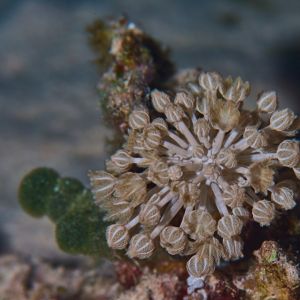 2019 03 11 23.09.19hamata uw18 10 dsc8021