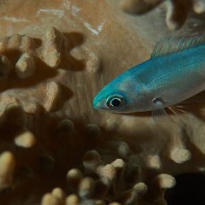 2019 03 11 23.09.19hamata uw18 10 dsc8024